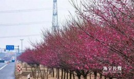 枫叶之路爆料视频最新,揭秘神秘旅程背后的精彩故事